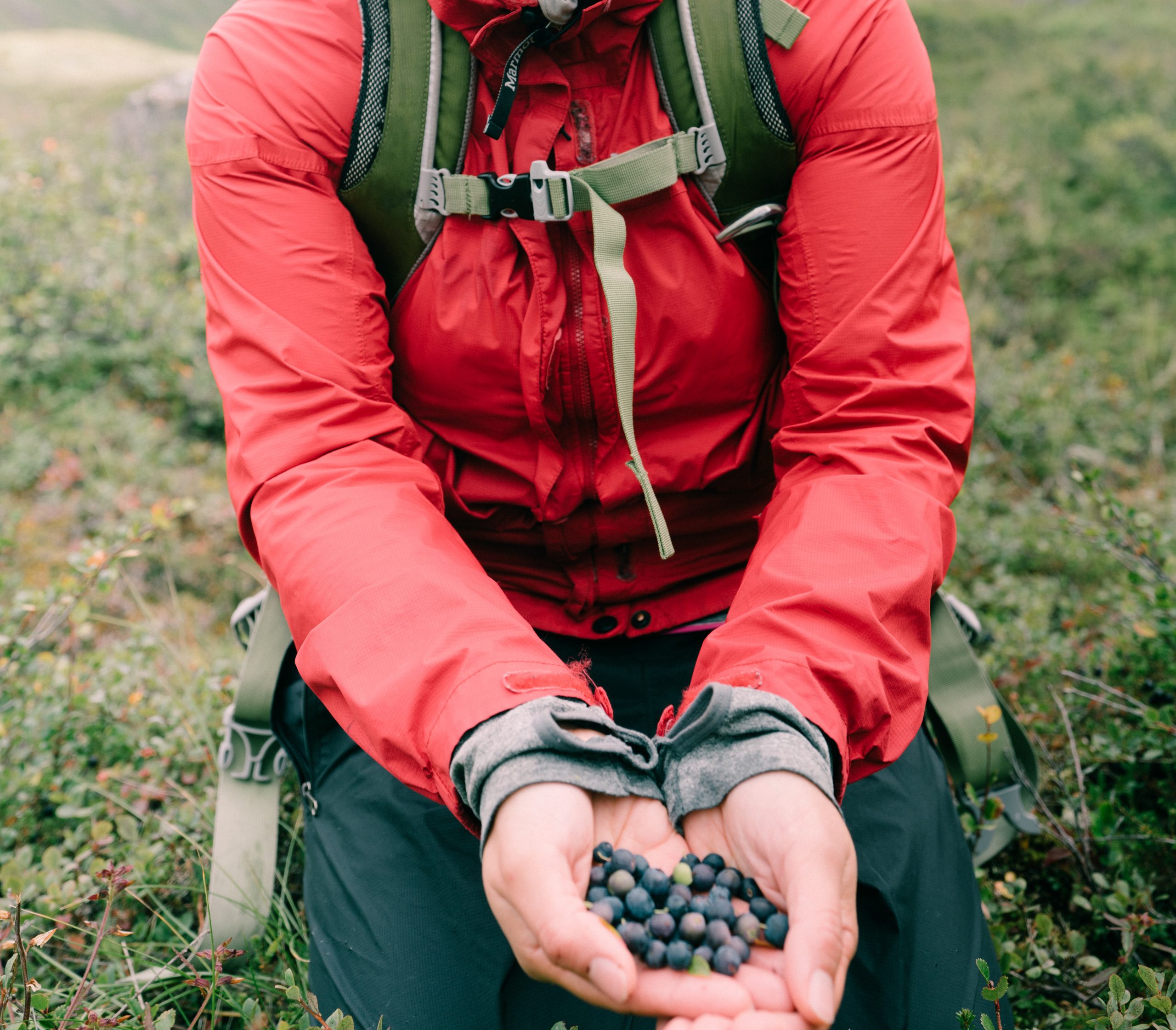 Picking wild blueberries