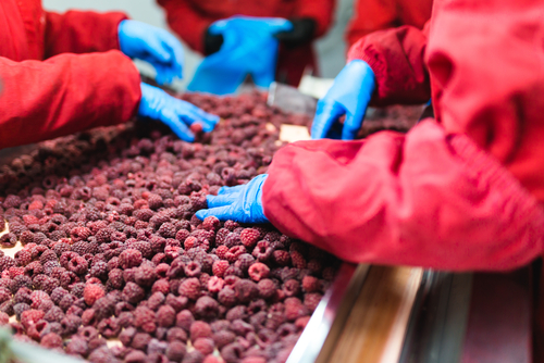 Closeup of hands sorting frozen raspberries